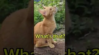 Orange Cat Meowing #shorts #orangecat