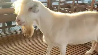 KANDANG KAMBING PERAH MILIK ABAH SHOLEH!!