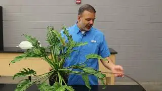 Winterbourn Philodendron (Xanadu™) (Philodendron xanadu 'Winterbourn') - Plant Identification