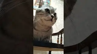 Столько мыслей накопилось #юмор #приколы #cat #смешнойкот #смешныекоты #котик #shorts