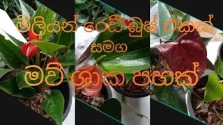 👉 පැකේජ අංක #31 වාසිම වාසියි මේක නම් ඔයාට බලන්නකෝ
