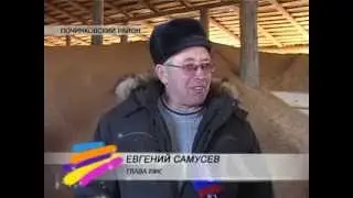 Фермерское хозяйство Евгения Самусева в Починковском районе