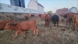 Mobile Meat Factories