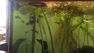 The basics of guppy keeping