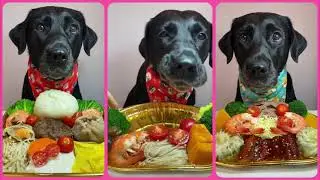 Labrador Eating Habits EXPLAINED: You Won't Believe What They'll Eat! | ThePetting Zoo |EP no.28