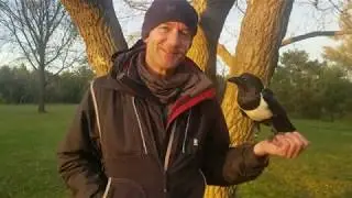 Vorona the Pied Crow 10/19