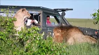 Lions mating