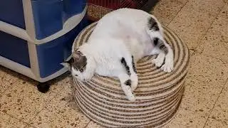 1 ноября 2024 г.