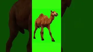 CAMEL #12 