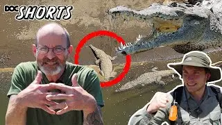 DOC SHORTS | Folge 20 - Harter Panzer im weichen Flussbett: Das Spitzkrokodil