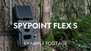 Example Footage | SpyPoint Flex S Solar Cellular Trail Camera