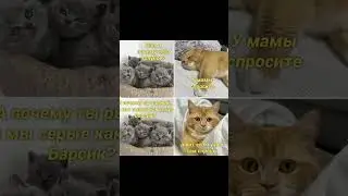 мемы с котами/котские мемы 