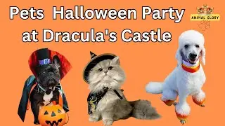Invitations to a Halloween Party for Pets at Dracula's Castle