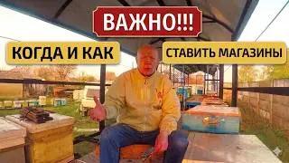 Когда  ставить магазины пчелам Пчеловодство На пасеке апрель