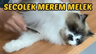 WOW! NYISIRIN MOLO BULU RONTOKNYA BANYAK!