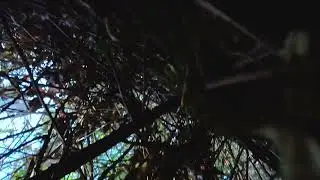 I Lost my FPV Drone! Crashed in thick brush and thorns. Major Fail.