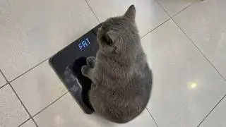 Try Not To Laugh 😂 Best Funny Cat Videos 2026 🤣
