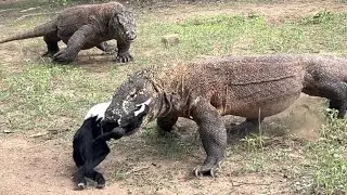 Adult Komodo & Teenager Komodo fighting Over Goat ||| Teenager Komodo Swallow The Whole Goat