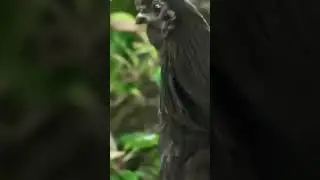 subscribe only