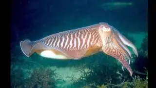 Cefalópodos