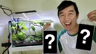 I GOT NEW FISH FOR MY FISH TANK | ADA 60P Cube Garden