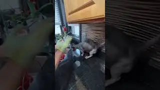 How to clean your bald kitty - Milo the #sphynx