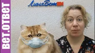 У котенка обнаружили коронавирус.