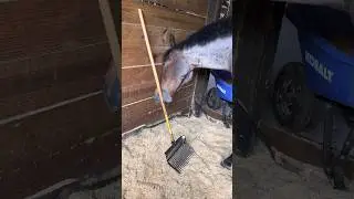 Cute horse tries to clean his own stall! #4k #cute #horse #funny #animals #pleasesubscribe #pony