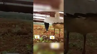Bird Protects Egg Clutch From Combine