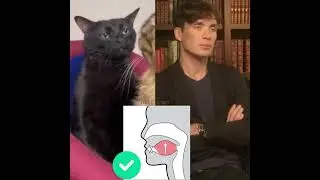 Cat mewing 