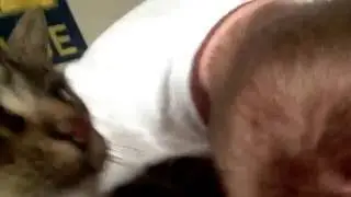 Cat cleans human hair!