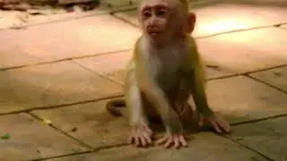 Oh Woo!! Why mom Libby so anger baby monkey Leo so strong to day