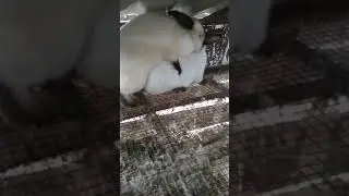 Montarea iepurilor de rasă California