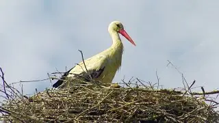 В деревню в дом к пчелам и аистам