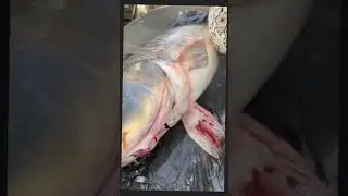 чистим рыбу