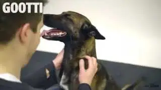 Magic for Dogs part 2 - Taikuutta Koirille osa 2