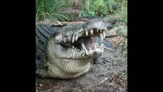 VIDEO DI COCCODRILLI CHE TRITTOLANNO LE LORO PREDE