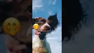 Funny animals 🤣 #funny #funnyanimals #animals