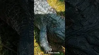 Alligator battle wounds