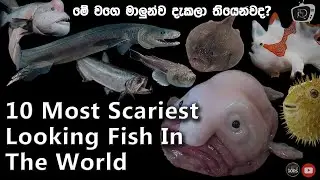 10 Most Scariest Looking Fish In The World