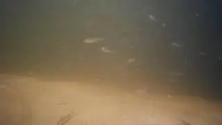 Мальки  на волге