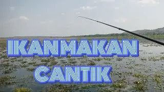 IKAN MAKAN TERLALU CANTIK ||| GAK KENAK 🤣🤣