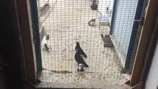 Как обработать голубятни.3.10.18г