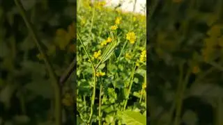 Honey bee 🐝 Mustard Field#villagelife#funny #bee #flowers