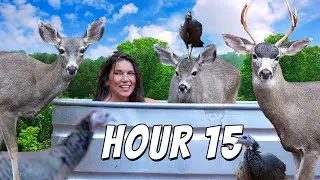 🔴 We SLEPT On The Wild Animal LIVE CAM! 🔴