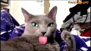 Best Funny Cats Videos Compilation   Приколы с котами #5
