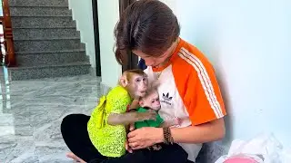 Monkey Kaka and Monkey Mit lie in mom's arms after many days apart