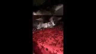 Руська и Бекуська