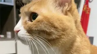 颜值猫！无声六十s近距离感受