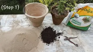 How to grow rose complete guide ( step 1 )